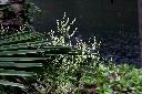 何首烏-花序01.JPG