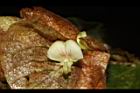 佛來明豆-花03.JPG