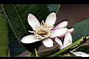 佛手柑-花0.jpg