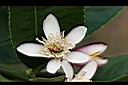 佛手柑-花2.jpg