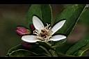 佛手柑-花5.jpg