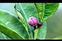 佛手柑-花苞4.jpg