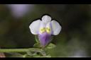 佛氏通泉草-花17.JPG
