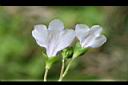 佛氏通泉草-花背00.jpg