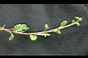 通泉草-蔓莖0.jpg