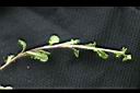 通泉草-蔓莖1.jpg