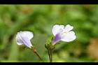 佛氏通泉草-花01.jpg