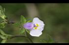 佛氏通泉草-花05.JPG