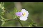 佛氏通泉草-花06.JPG