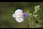 佛氏通泉草-花08.JPG