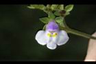 佛氏通泉草-花12.JPG