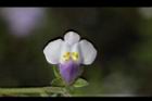 佛氏通泉草-花18.JPG