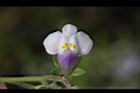 佛氏通泉草-花19.JPG