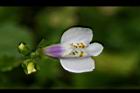 佛氏通泉草-花24.jpg