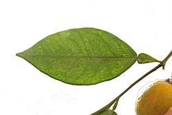 來母-葉-油胞00.JPG