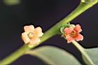 山柿-花29.jpg