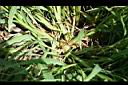 倒刺狗尾草-叢莖0.jpg