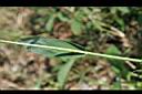 倒刺狗尾草-莖節.jpg