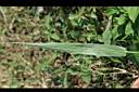 倒刺狗尾草-葉背0.jpg