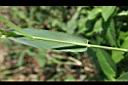 倒刺狗尾草-葉鞘0.jpg