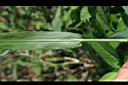 倒刺狗尾草-葉鞘1.jpg