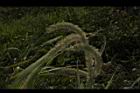 倒刺狗尾草-實10.JPG