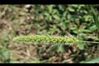 倒刺狗尾草-實14.jpg