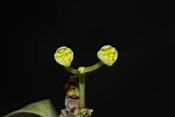倒卵葉楠-花12.JPG