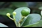倒卵葉楠-實05.JPG
