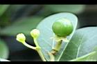 倒卵葉楠-實08.JPG