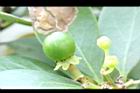 倒卵葉楠-實13.JPG