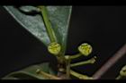 倒卵葉楠-花05.JPG
