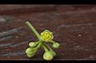 倒卵葉楠-花17.JPG