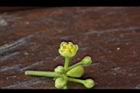 倒卵葉楠-花19.JPG