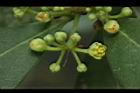 倒卵葉楠-花序5.JPG
