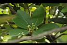 倒卵葉楠-花苞00.JPG