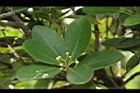 倒卵葉楠-花苞02.JPG