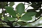倒卵葉楠-花苞03.JPG