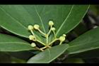 倒卵葉楠-花苞04.JPG