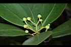 倒卵葉楠-花苞05.JPG