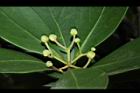 倒卵葉楠-花苞06.JPG