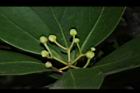 倒卵葉楠-花苞08.JPG