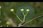 倒卵葉楠-花苞09.JPG