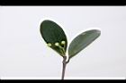 倒卵葉楠-花苞19.JPG