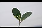 倒卵葉楠-花苞20.JPG