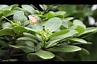 倒卵葉楠-花苞21.JPG