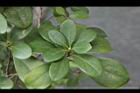 倒卵葉楠-葉05.JPG