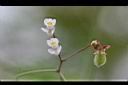 倒地鈴-花4.jpg