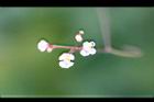 倒地鈴-花2.jpg