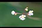 倒地鈴-花5.jpg